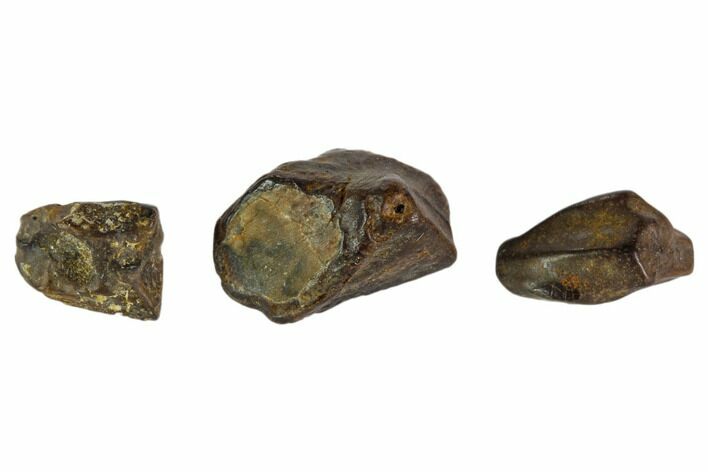 Hadrosaur Tooth Fragments - Montana #103717